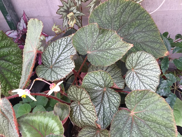 B. ‘Ourei’